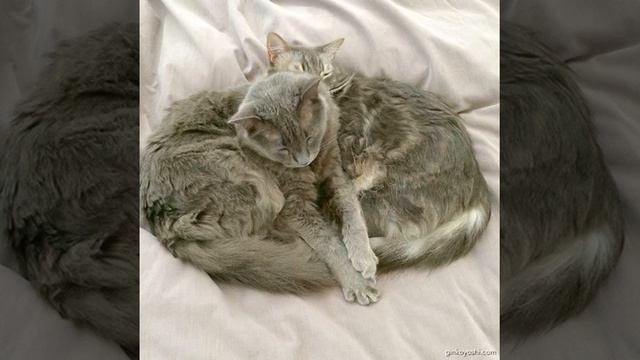#cats #cat #catsofinstragram #cute #catstagram #caturday #follow4follow #followme #gato #instacat смотреть онлайн