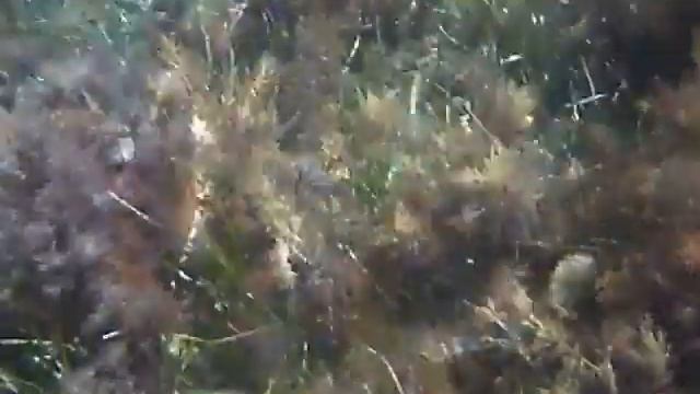 Agia Varvara, Limassol, Cyprus: Undersea view: Video taken with camera mask смотреть онлайн