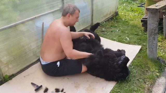 Стрижка ньюфика на даче смотреть онлайн