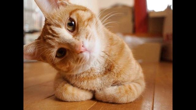 По коту!_Русудан Алмазова смотреть онлайн