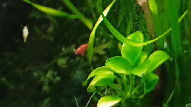 Мой 30 л аквариум/Растения обработала от водорослей/My 30L Tank With Shrimp And Guppy Endler