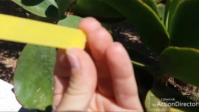 Мои Каланхоэ-Kalanchoe.?часть#1.
