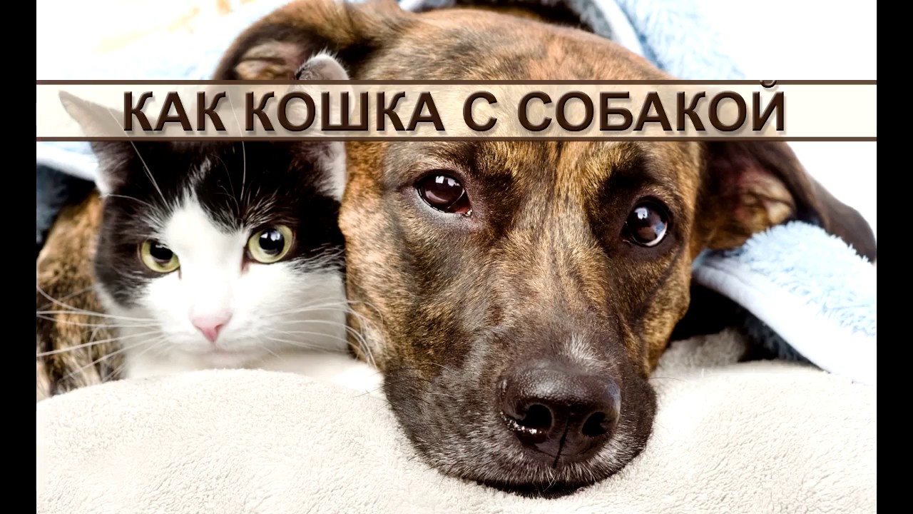 Как кошка с собакой: забавное видео о животных смотреть онлайн
