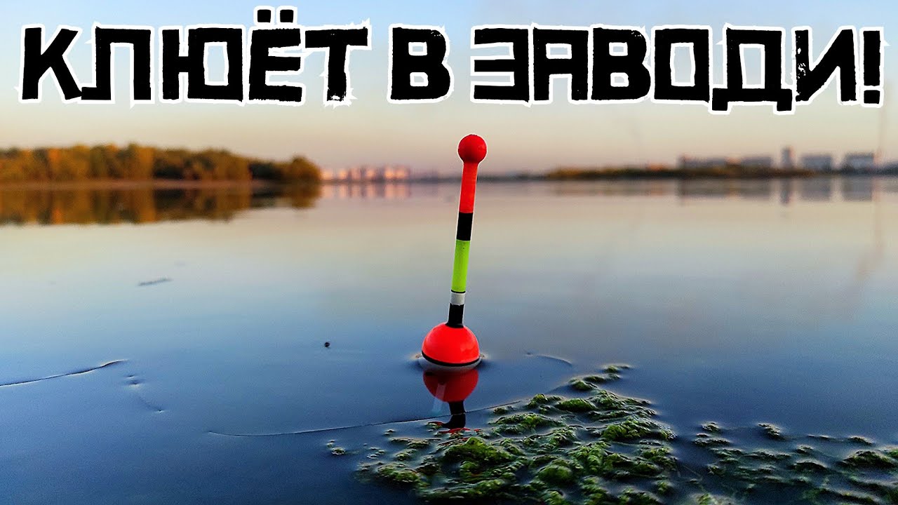 ШОКОЛАДНОЕ САЛО ЛОВИТ! Кто клюет в глубокой ЗАВОДИ? Рыбалка осенью 2023 смотреть онлайн