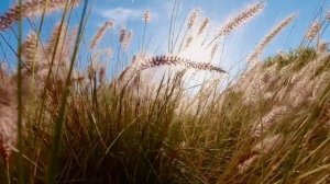 Цвiте терен