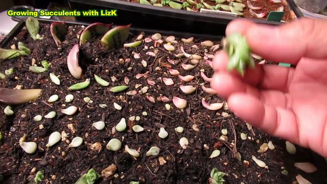 HOW TO GROW Succulents FAST Indoor LEAF PROPAGATION & WATERING смотреть онлайн