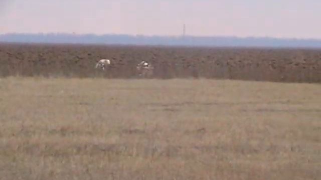 Испытания борзых, Егорлык 2010г. смотреть онлайн