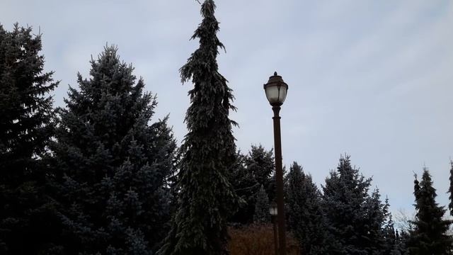 Weeping Serbian Spruce / Picea omorika ' Pendula ' смотреть онлайн