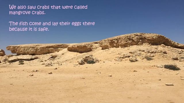 Visit to Al Khor смотреть онлайн