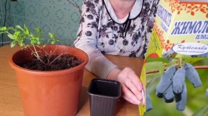 Как сохранить саженцы до посадки весной. Жимолость съедобная.