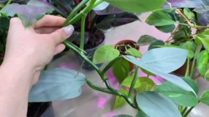 ОБЗОР МОЕЙ КОЛЛЕКЦИИ ФИЛОДЕНДРОНОВ.