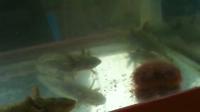 Аксолотль и его амбистома. Xochimilco. смотреть онлайн