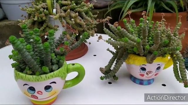 Крассула Марнье в Кружках( спустя 2 года) Crassula Marnieriana