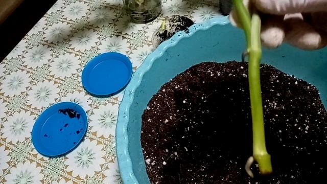 Пересадка филодендронов и посадка укорененных черенков.