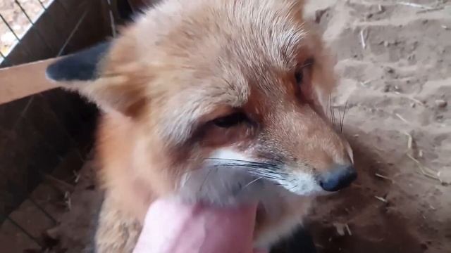 Ли Сяо / Alice the Fox Лиса Алиса (Чудо на камеру осень!!) смотреть онлайн