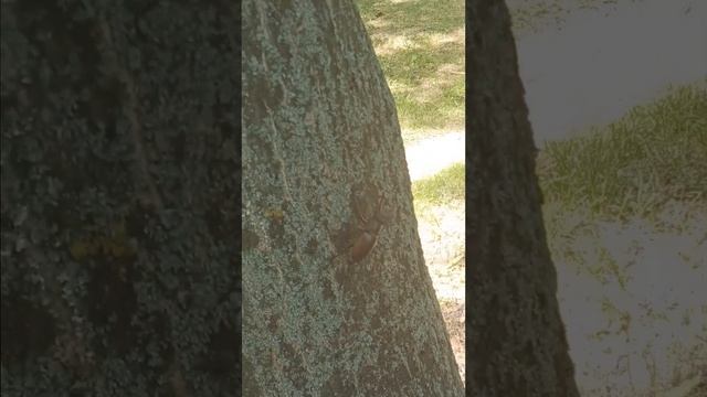 Жук олень в парке. Жук из красной книги! смотреть онлайн