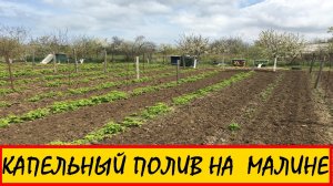 КАПЕЛЬНЫЙ ПОЛИВ НА РЕМОНТАНТНОЙ МАЛИНЕ || Капельный полив монтаж #малина #КАПЕЛЬНЫЙ  #ягода