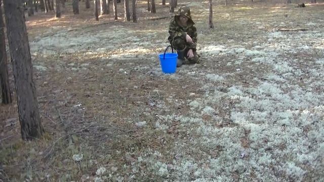 Грибы Боровики Растут Семейками. Грибная Волна Набирает Оборот. смотреть онлайн