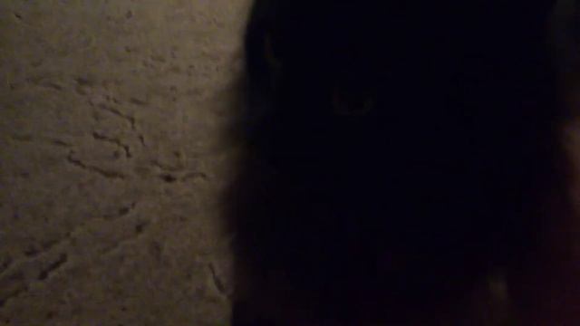 кот, воспитанный собакой смотреть онлайн