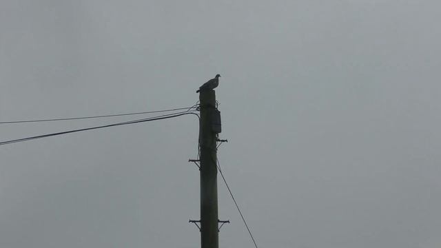 Slingshot Catch And Cook #shooting Two Pheasants A Partridge A Duck Hunting