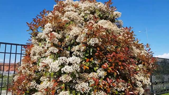 Фотиния | Жизнь на Юге смотреть онлайн