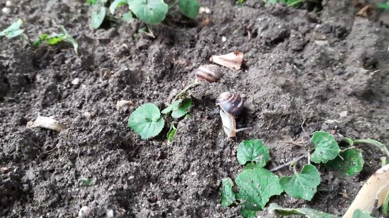 Улитки в парке Евпатории смотреть онлайн