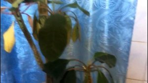 Листопад молочая беложильчатого. Почему опадают листья??