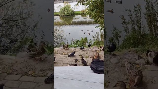 Вологодские кружева ) Знакомство с Вологдой и ее жителями смотреть онлайн