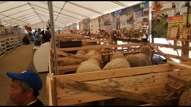 На выставке овец и коз смотреть онлайн