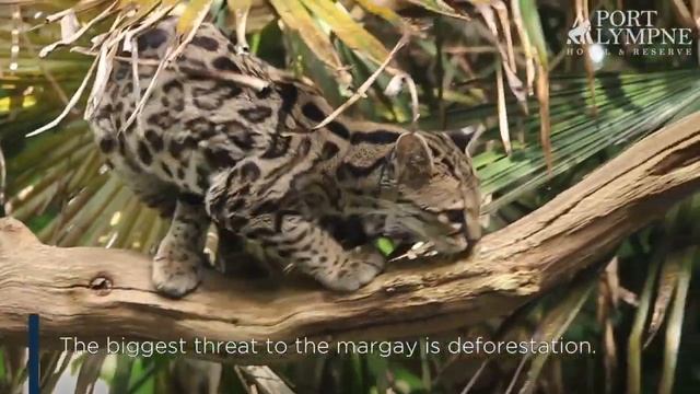 Small Carnivore September: Species Spotlight: Margay смотреть онлайн