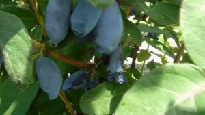 АВРОРА  и другие сорта жимолости в сезоне 21 года.