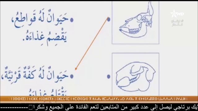 التاني ابتدائي * النشاط العلمي اللغة العربية و اللغة الفرنسية * смотреть онлайн