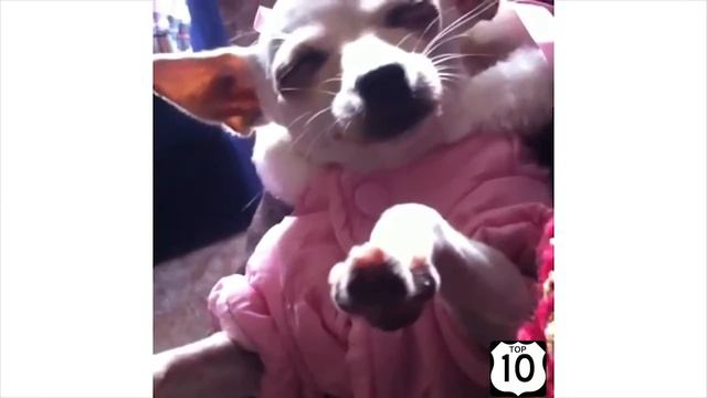 ТОП 10 приколов Смешные животные смотрите все№15 смотреть онлайн