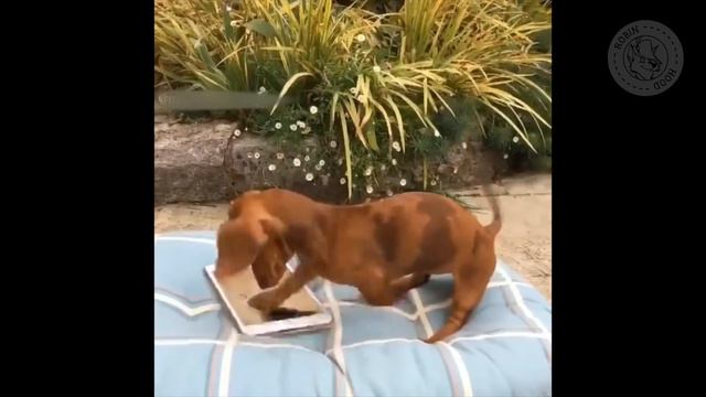 ПРИКОЛЫ 2017 с животными. Смешные Коты, Собаки, Попугаи // Funny Dogs Cats Compilation. Февраль №16 смотреть онлайн