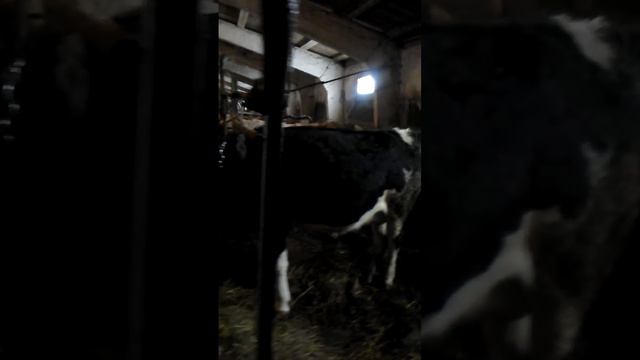 Дойное стадо на продажу смотреть онлайн