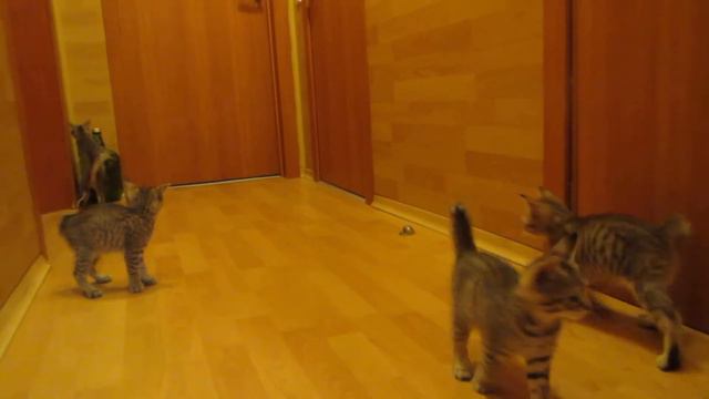 Пиксибоб Алмон-Дилаем смотреть онлайн