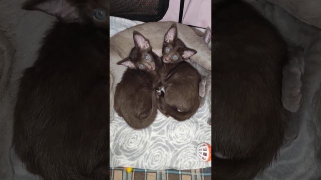 Ориентальные котята окрас гавана смотреть онлайн