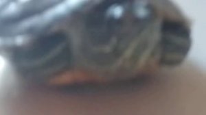 капаем черепахе глаза