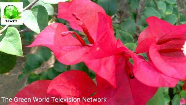 Beauty of Red Bougainvillea смотреть онлайн