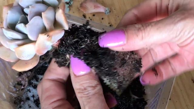 Succulent Vlog. Morning chat after the bluebird chop. Unboxing ebay. Potting up Cubic frost. смотреть онлайн