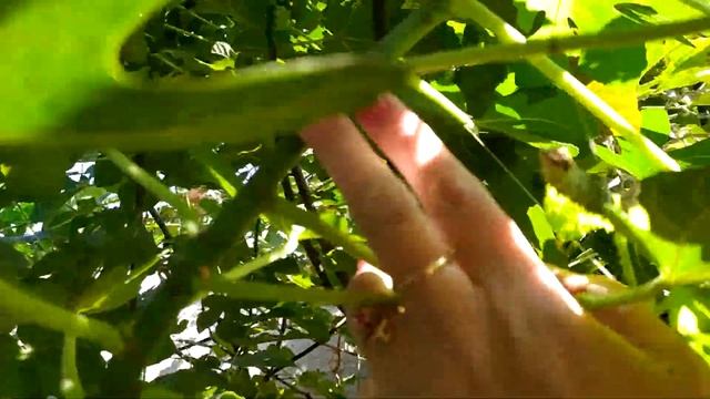Укоренение ЗЕЛЁНЫХ черенков инжира.Rooting of GREEN fig cuttings. смотреть онлайн