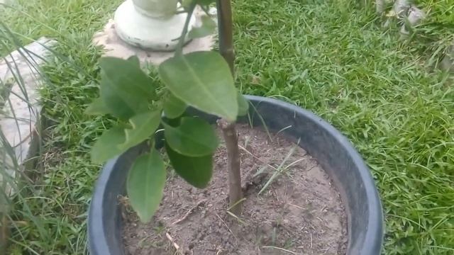 Growing Pamelo Trees In Containers - Plant Collection