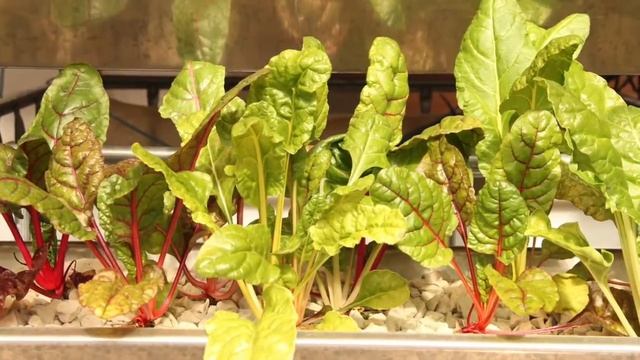 Экспериментальная аквапоника на крышах домов: тилапия и пышные сады смотреть онлайн