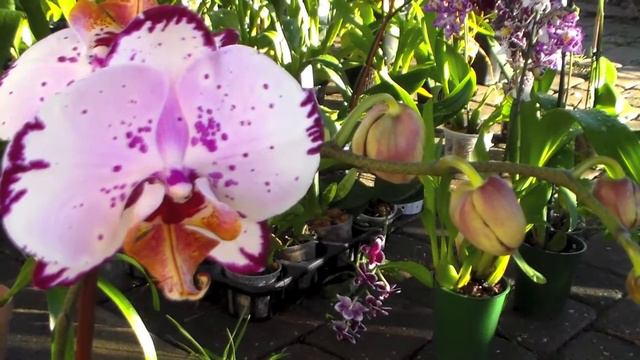 New Orchids - Laeliocattleya Fire Dance 'Patricia' And Phalaenopsis