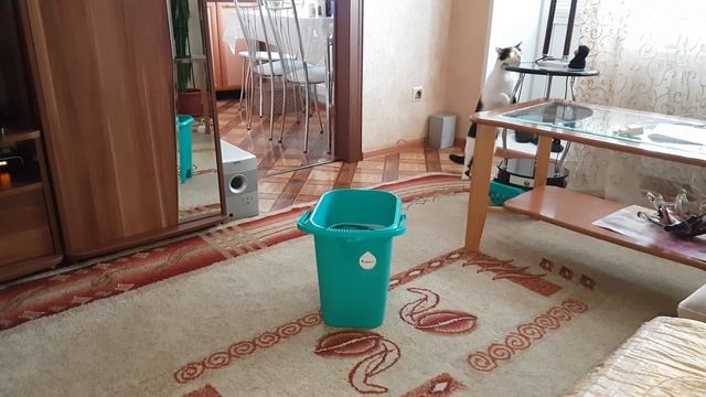 Пугливый кот... смотреть онлайн