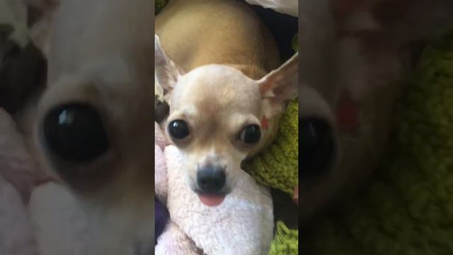 Teacup chihuahua giving birth (to 4 puppies)00905307609092 смотреть онлайн