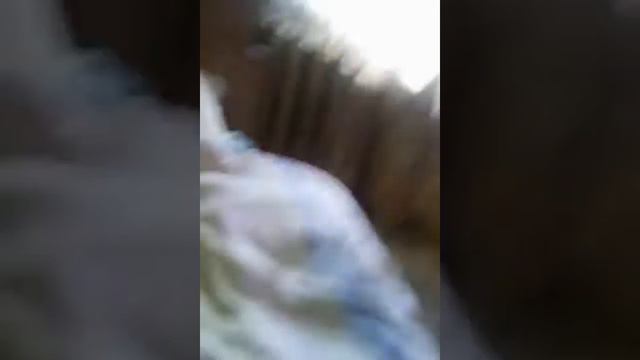 Обзор моей собаки смотреть онлайн