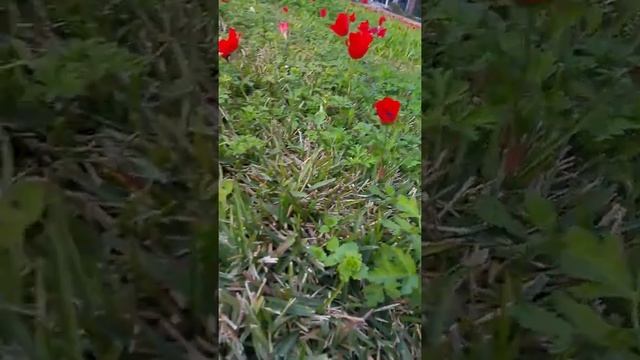 כלניות בדשא Ветреница корончатая смотреть онлайн