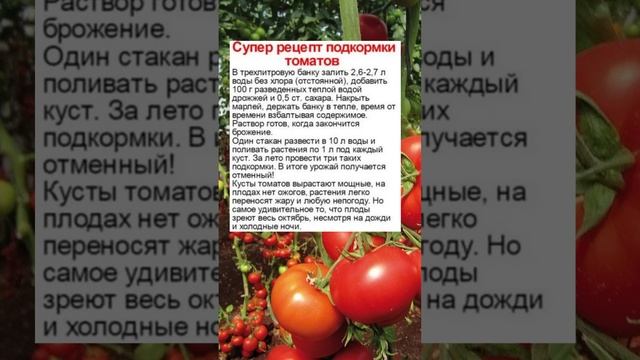 Супер Подкормка Для Томатов! Кисти Будут Ломиться от Помидоров! #shorts смотреть онлайн