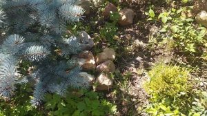 Английский миксбордер в Подмосковье